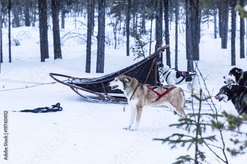 sledding huskies during a break from an expedition in the snow © ihorga