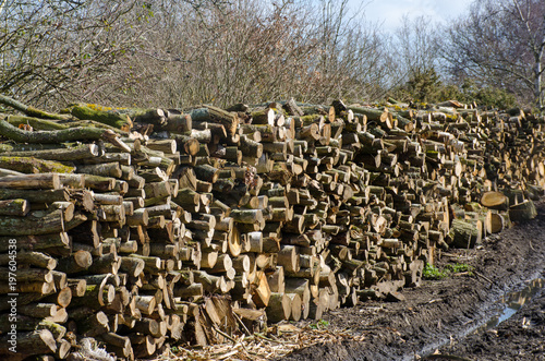 Large stockpile of Logs in the woodyard