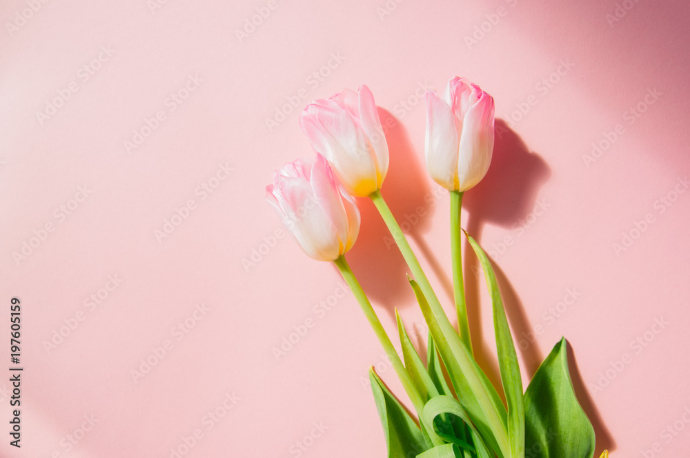 Three pink tulips on a pink background. Top view and copy space. Three pink tulips on a pink background. Top view and copy space.