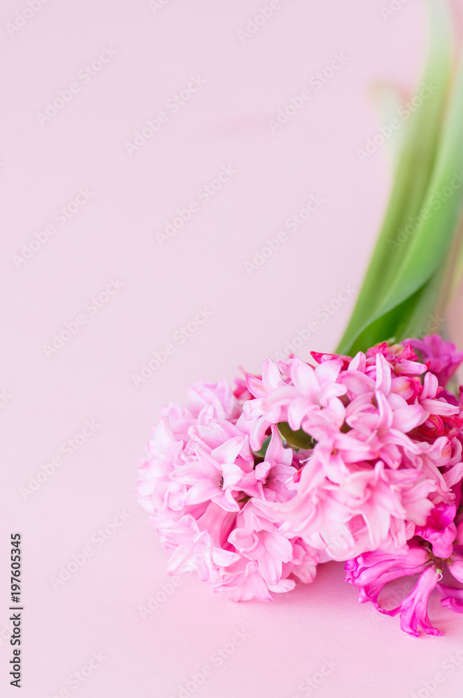 Pink hyacinth flowers on a pink backdrop. Top view and copy space.