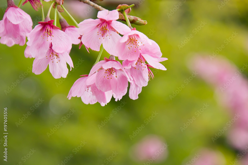 Obraz premium 満開のピンクの桜の花