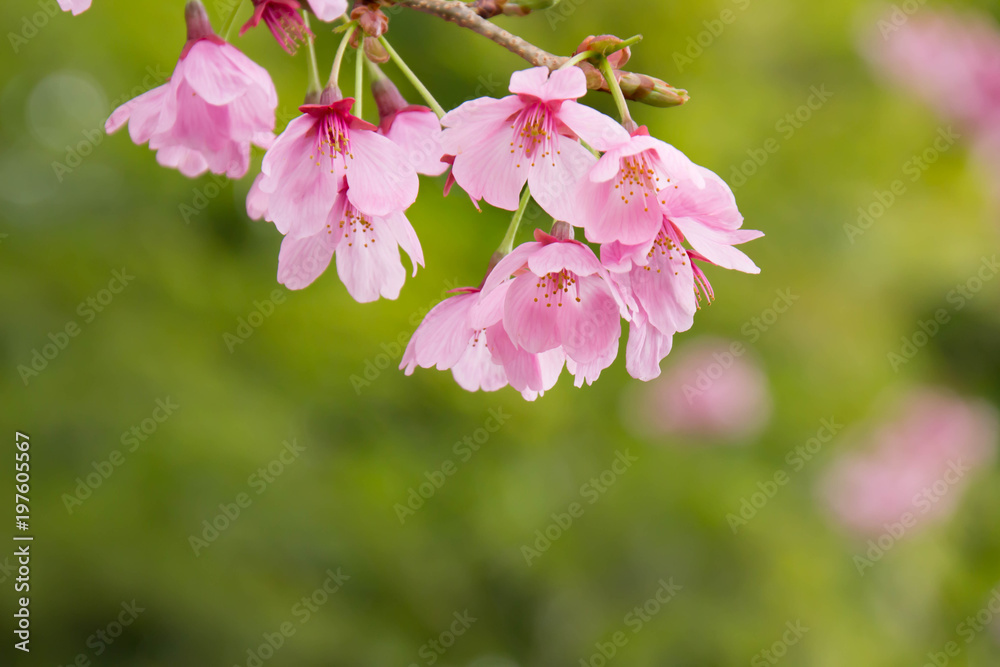 Obraz premium 満開のピンクの桜の花