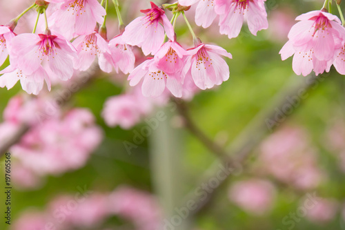 満開のピンクの桜の花