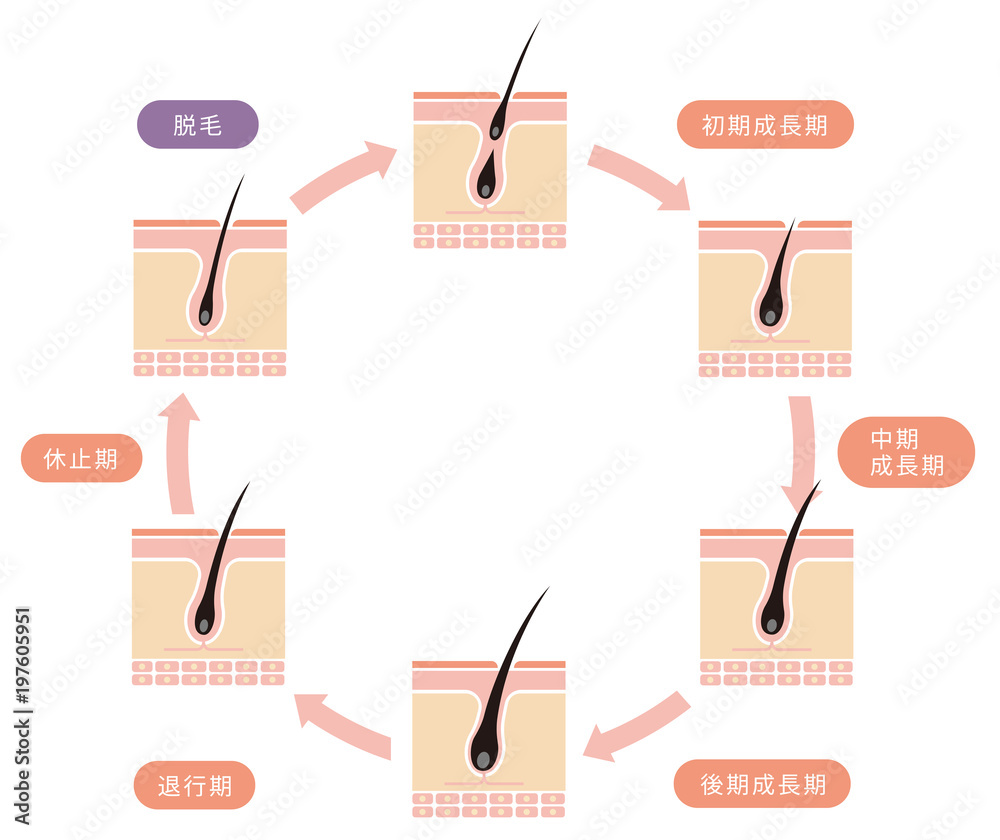 毛髪 ヘアサイクル イラスト Stock Vector Adobe Stock 毛髪 ヘアサイクル イラスト Stock Vector Adobe Stock