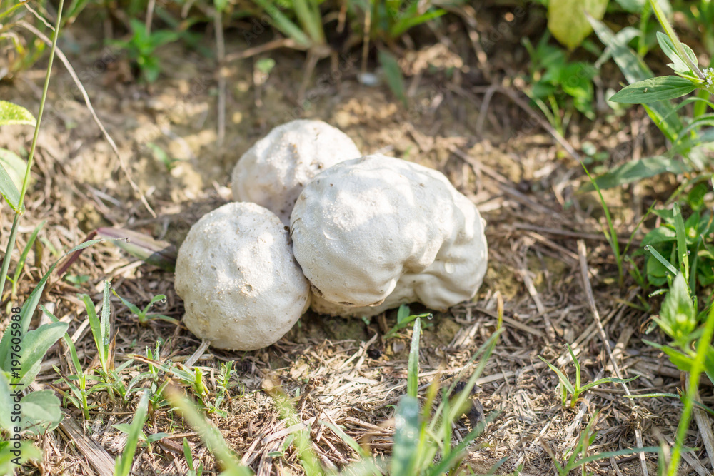brain puffball or skull-shaped puffball mushroom. brain puffball or skull-shaped puffball mushroom.