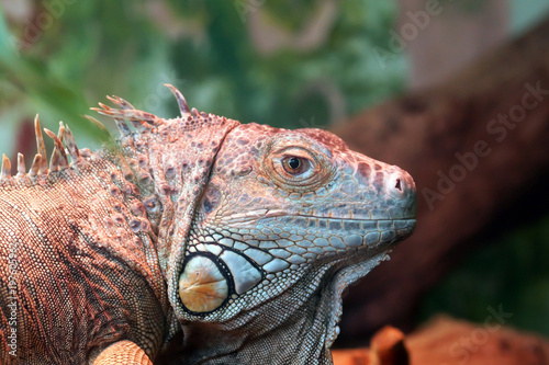 Closeup Of An Iguana Resting On A Tree.