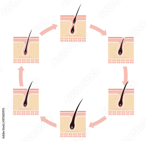 Normal hair cycle illustration (no text)