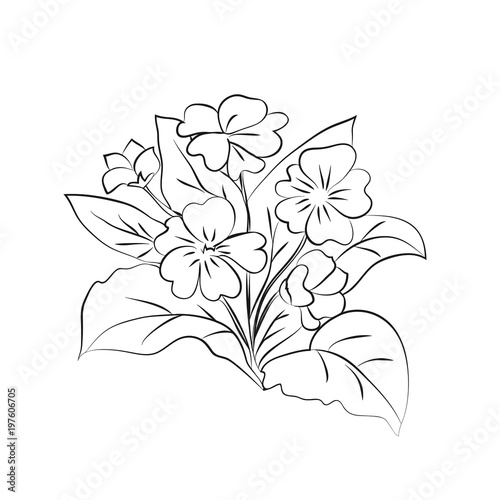 Primrose illustration on white background.