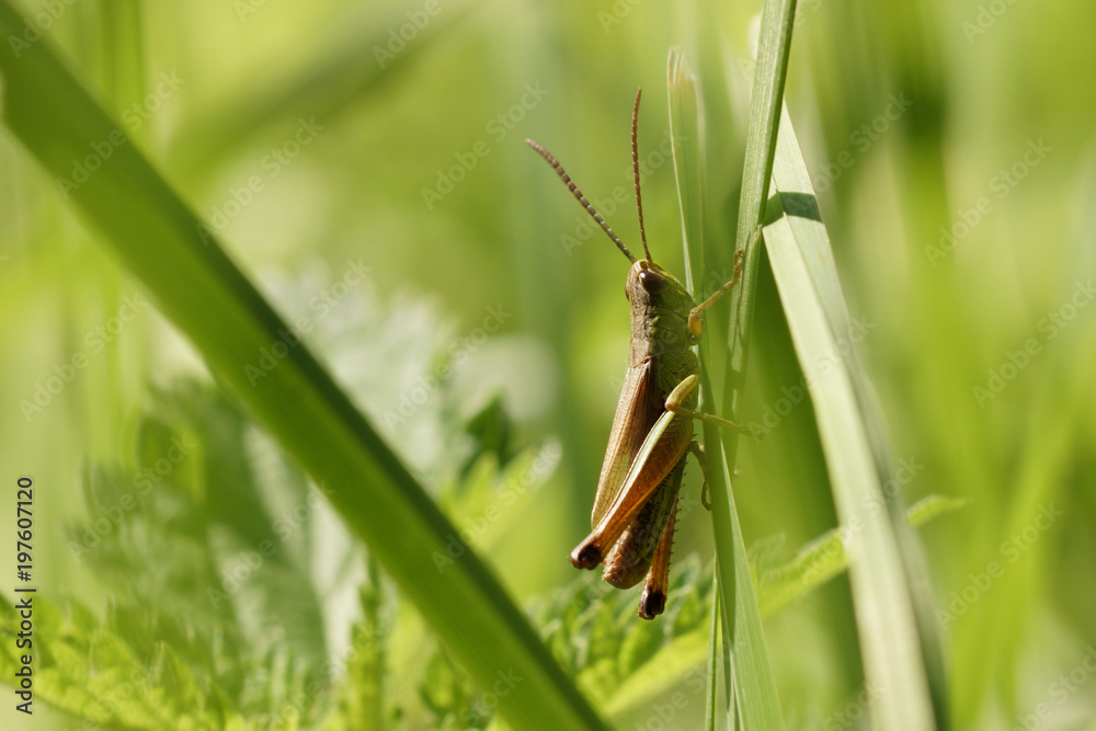 The grasshopper sits on the grass stalk. The grasshopper sits on the grass stalk.
