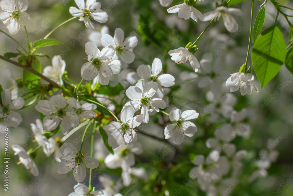 Early Spring Cherry tree bllossom with tender white flowers landscape orientation Early Spring Cherry tree bllossom with tender white flowers landscape orientation