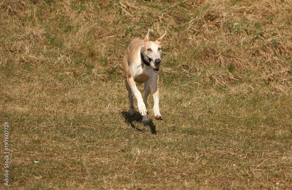 brown galgo is running on a field with a ball in the mouth