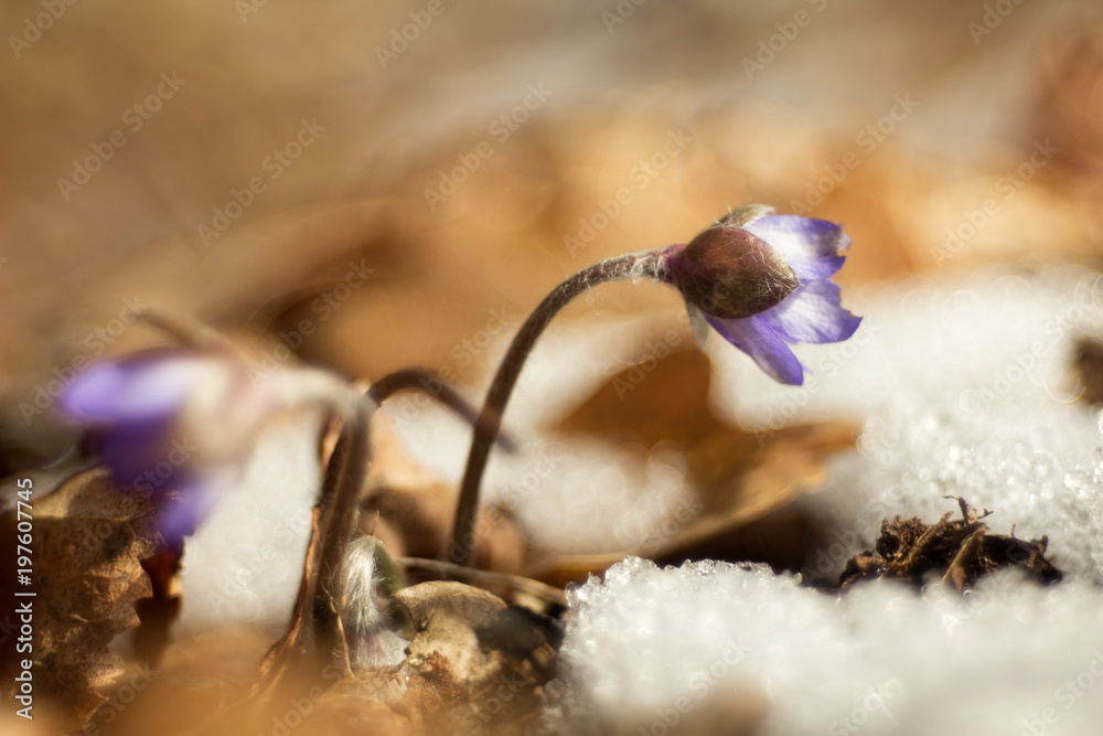 Hepatic creeper, also Hepatica nobilis Schreb., Is a perennial low herb growing in deciduous forests of temperate Europe. Hepatic creeper, also Hepatica nobilis Schreb., Is a perennial low herb growing in deciduous forests of temperate Europe.