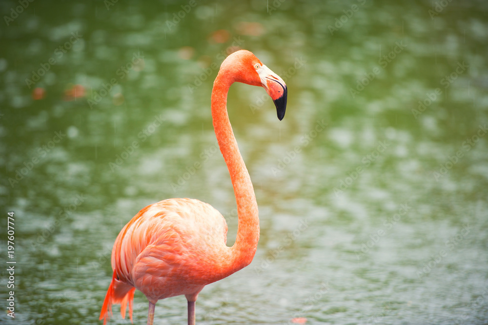 The pink Caribbean flamingo goes on water. Pink flamingo goes on a swamp