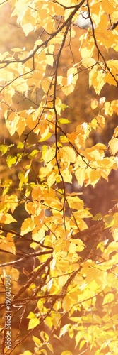 Branch of maple leaves in autumn