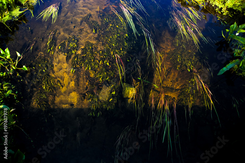Fototapeta Naklejka Na Ścianę i Meble -   algae in the lake in the sun