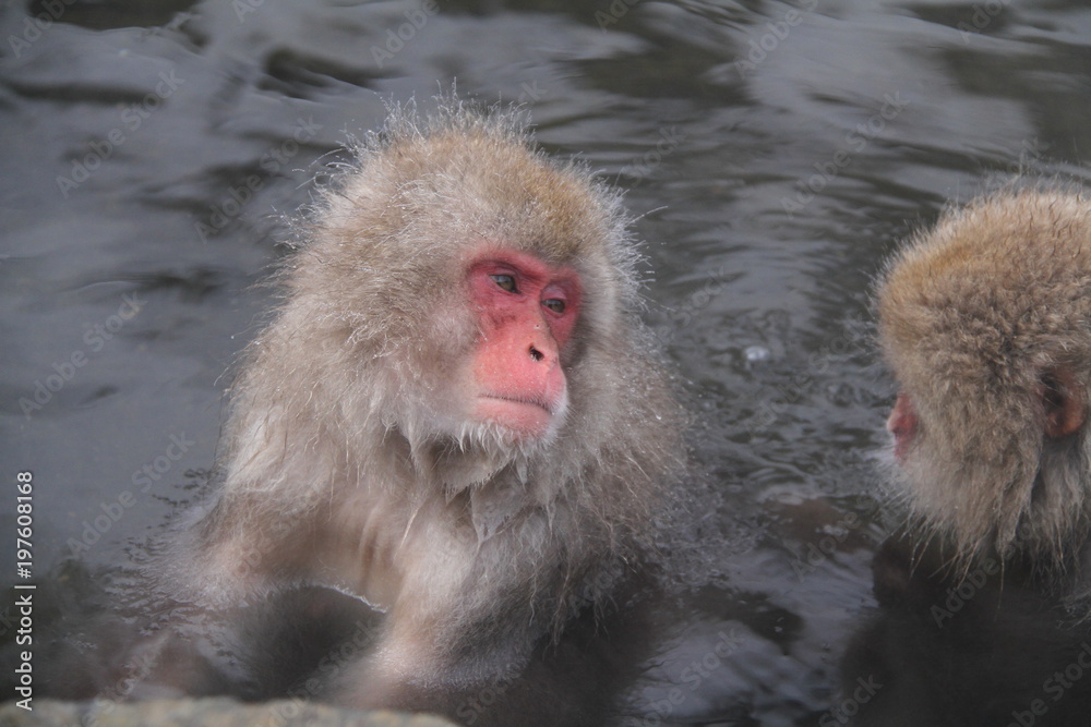 Naklejka premium スノーモンキー