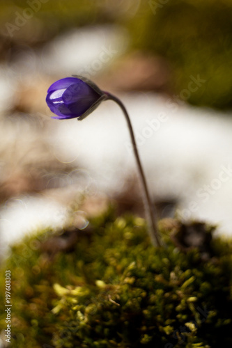 Hepatic creeper, also Hepatica nobilis Schreb., Is a perennial low herb growing in deciduous forests of temperate Europe.  photo