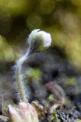 Hepatic creeper, also Hepatica nobilis Schreb., Is a perennial low herb growing in deciduous forests of temperate Europe.  photo