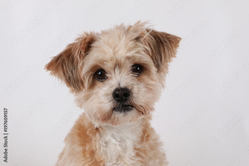 small brown dog portrait in the studio