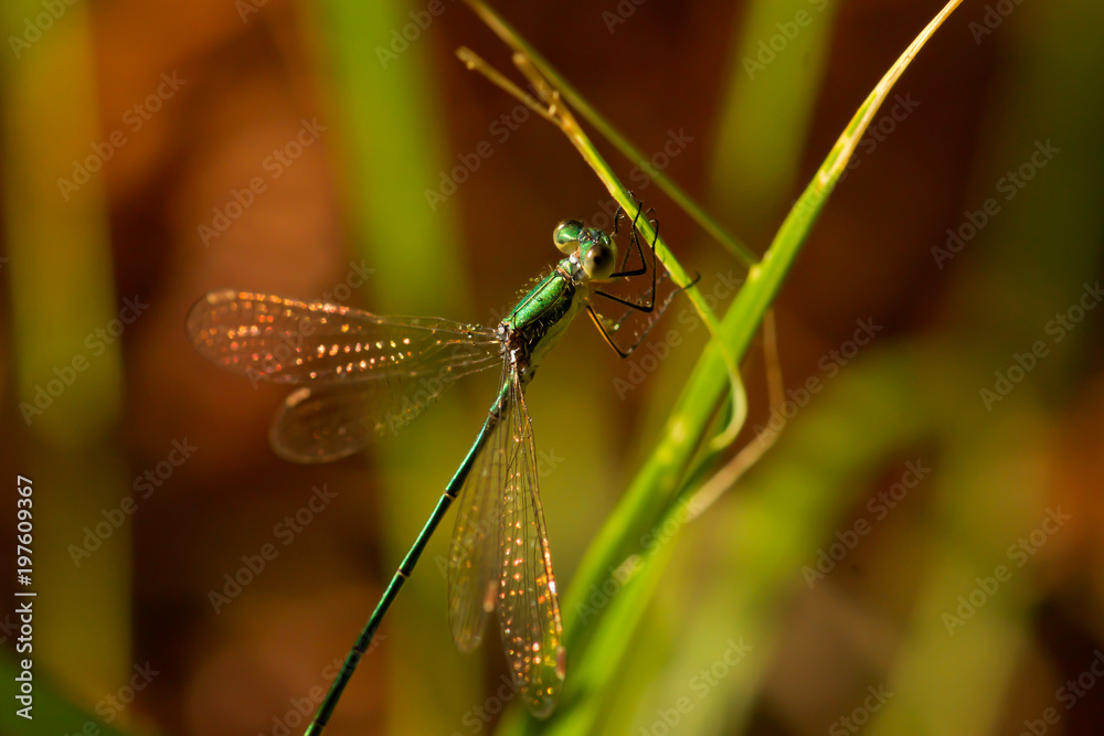 Dragonfly clutching on to a blade of grass. Dragonfly clutching on to a blade of grass.