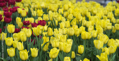 Tulips bloom in the spring sunshine with brilliant colors rising up full of vitality in the garden