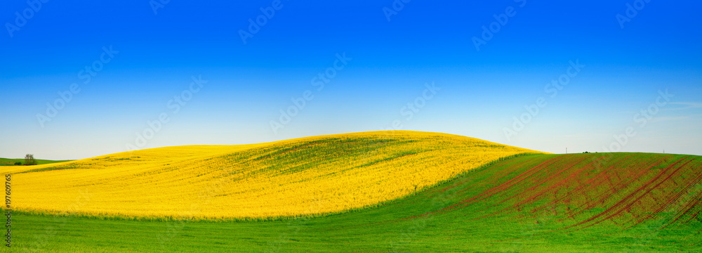 Rolling Hills with Field of Rapeseed under Blue Sky, Agricultural Landscape in Spring