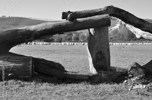 Ostacolo con pecore su prato invernale di centro equestre con alberi e boschi sullo sfondo. Pratoni del Vivaro, Castelli Romani, Lazio, Italia. Bianco e nero photo