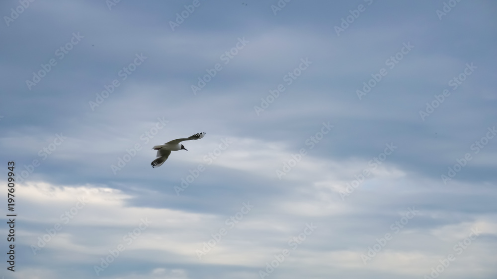 Seagull against the sky