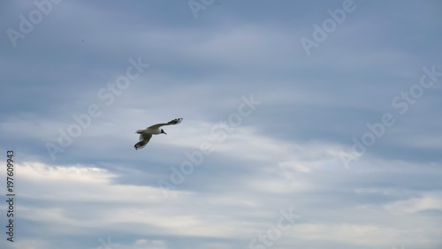 Seagull against the sky © Никита Колесов