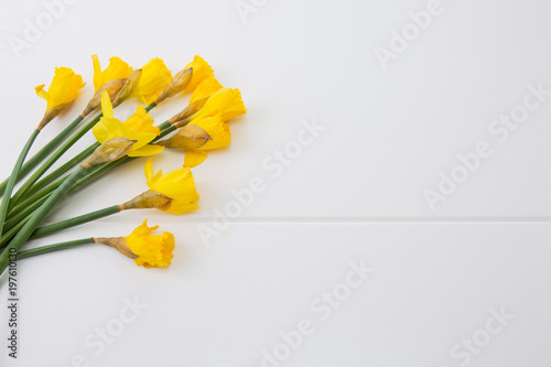 Fototapeta Naklejka Na Ścianę i Meble -  Yellow daffodils isolated.