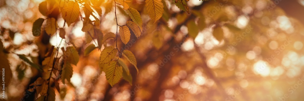 Leaves in a branch of tree Leaves in a branch of tree