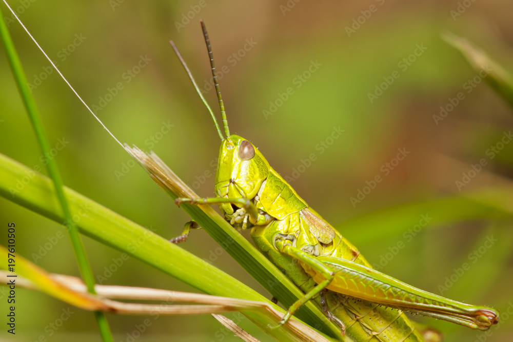 Green grasshopper sitting on a blade of grass. Green grasshopper sitting on a blade of grass.