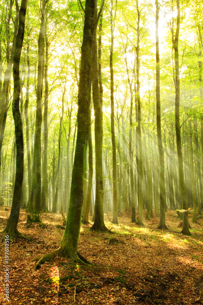 Fototapeta Forest of Beech Trees, Sunbeams through Fog