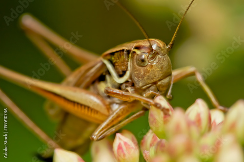 Grasshopper eating on a plant eating a leaf © Zigmunds Kluss