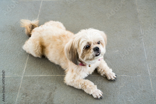 Fototapeta Naklejka Na Ścianę i Meble -  Cute small dog lying on the floor looking up