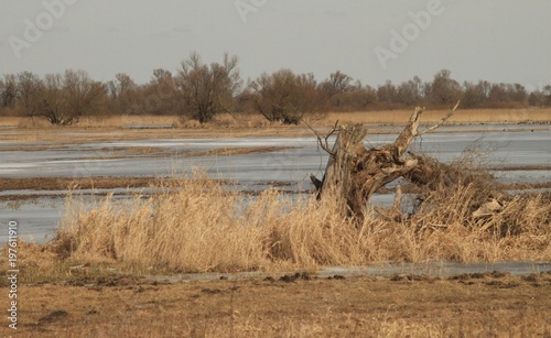 Eisiger März in der Havelaue photo