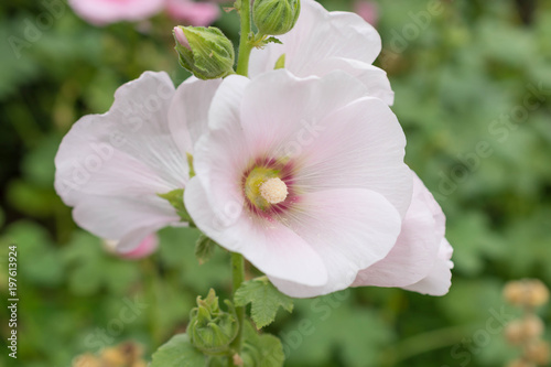花・ピンク・タチアオイ・ hollyhock