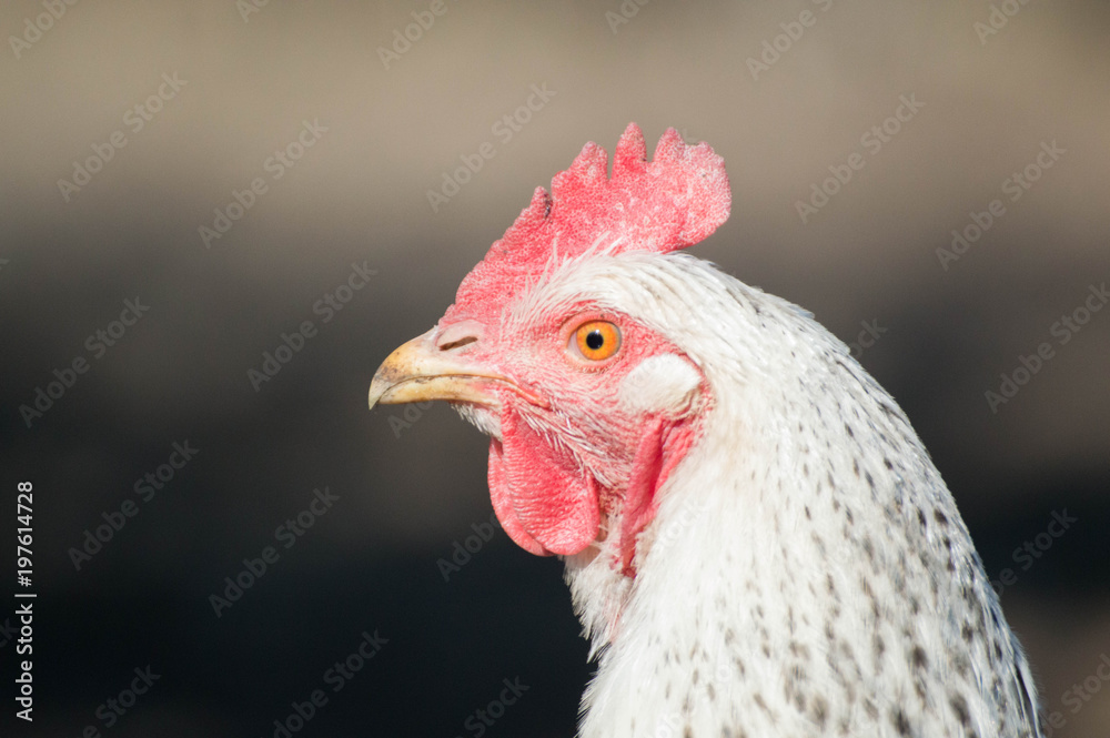 Profile picture of a chicken