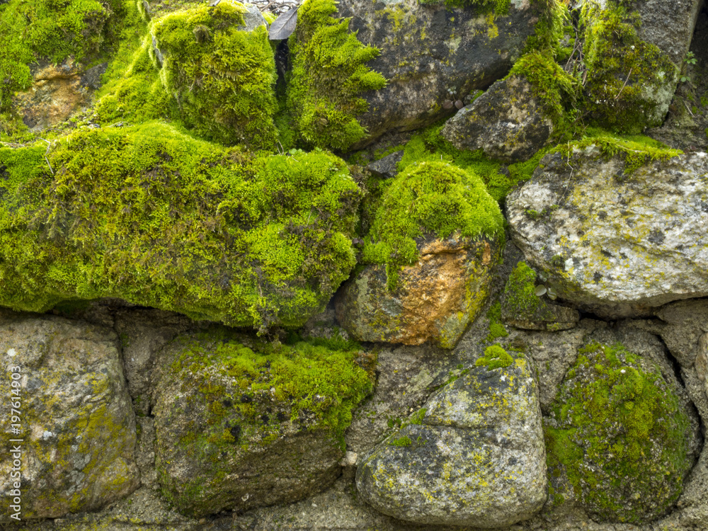 an old stone fence overgrown with green moss