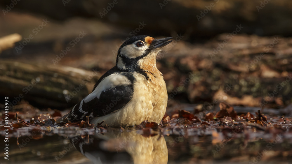 Fototapeta premium Great Spotted Woodpecker