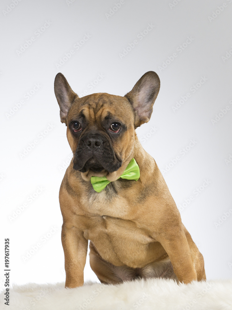 French bulldog portrait. The puppy is wearing a green bow. Funny dog picture. Image taken in a studio.