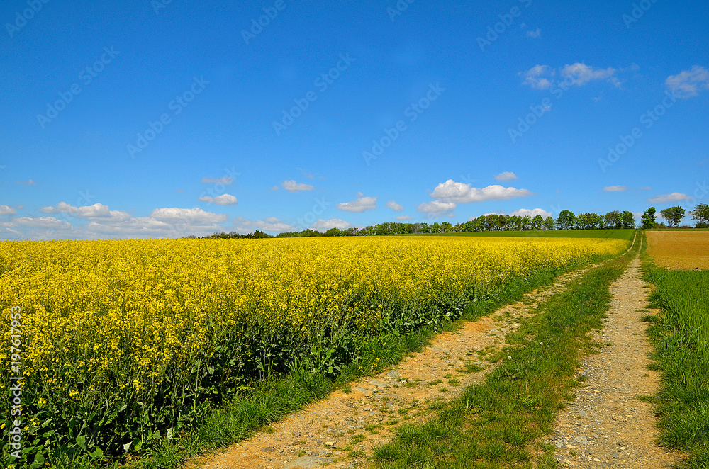 ein Weg durch ein gelb blühendes Rapsfeld mit blauem Himmel