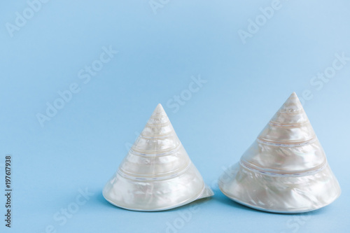 Two white conical pointed mother-of-pearl seashells on light blue homogeneous background.