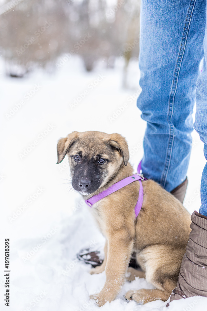 Little puppy in the snow