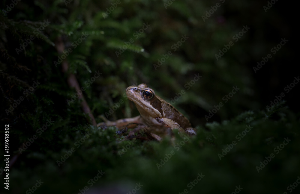Frog in the dark forest