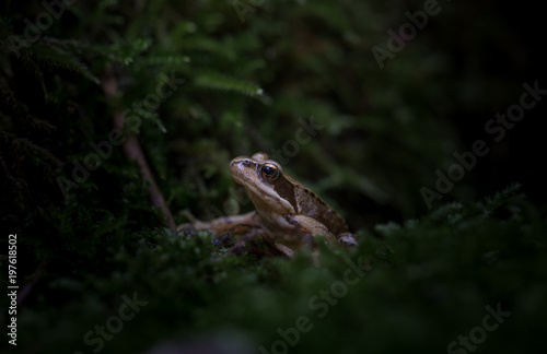 Frog in the dark forest © Anja