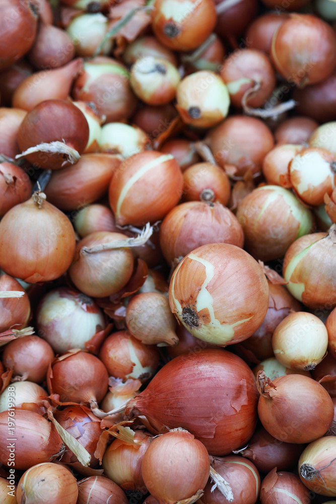 Agricultural background of onion Agricultural background of onion