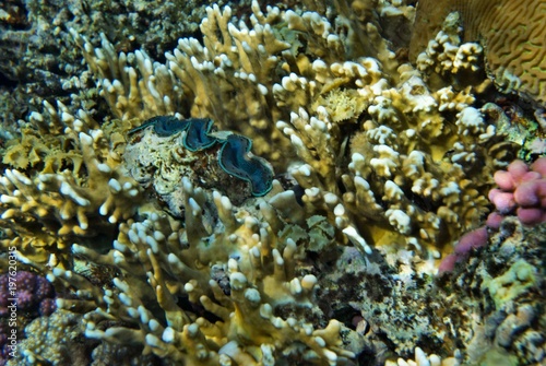 Fototapeta Naklejka Na Ścianę i Meble -  the underwater world of the coral of the Red Sea