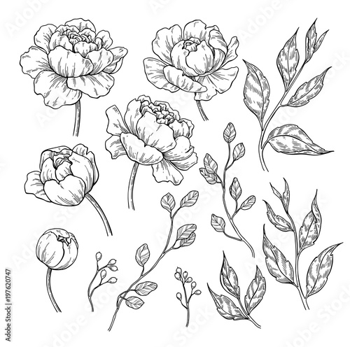 Peony flower and leaves drawing. Vector hand drawn engraved flor