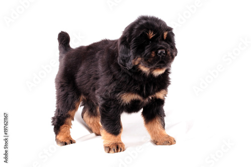 Тибетский мастиф, щенок.